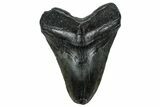 Fossil Megalodon Tooth - South Carolina #326526-1